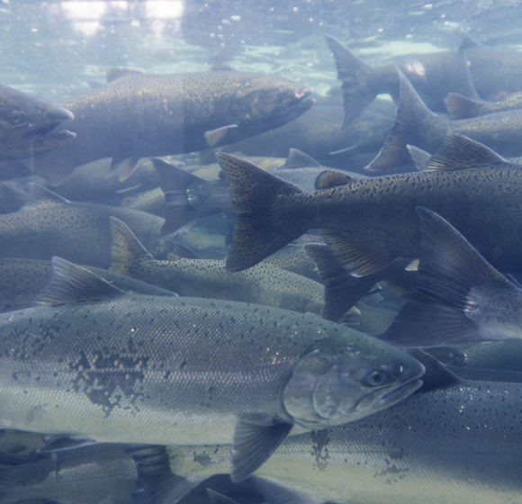 Pure Salmon : Non à la plus grosse ferme de saumons au monde !